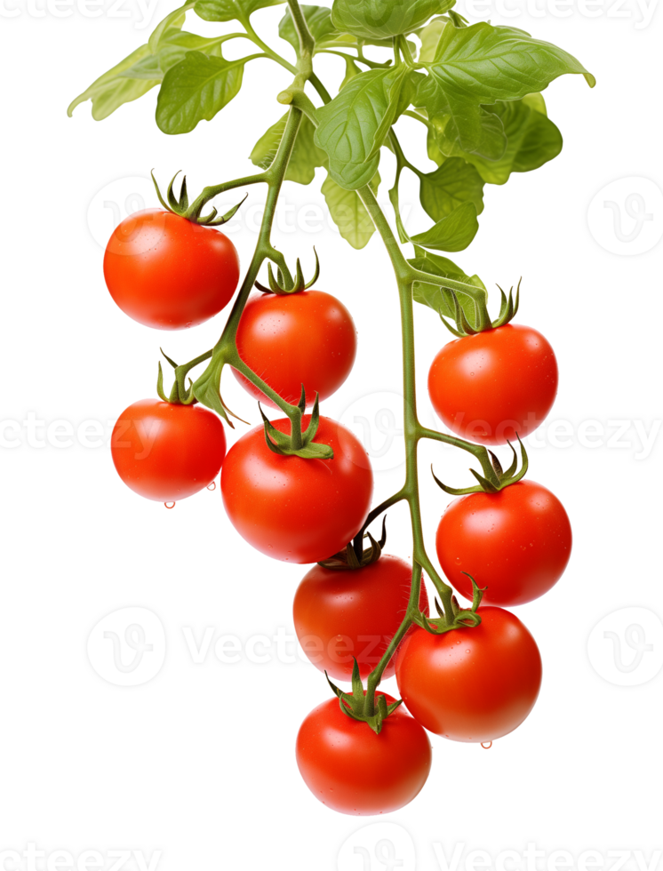 Tomatoes on Vines Isolated on Transparent Background png