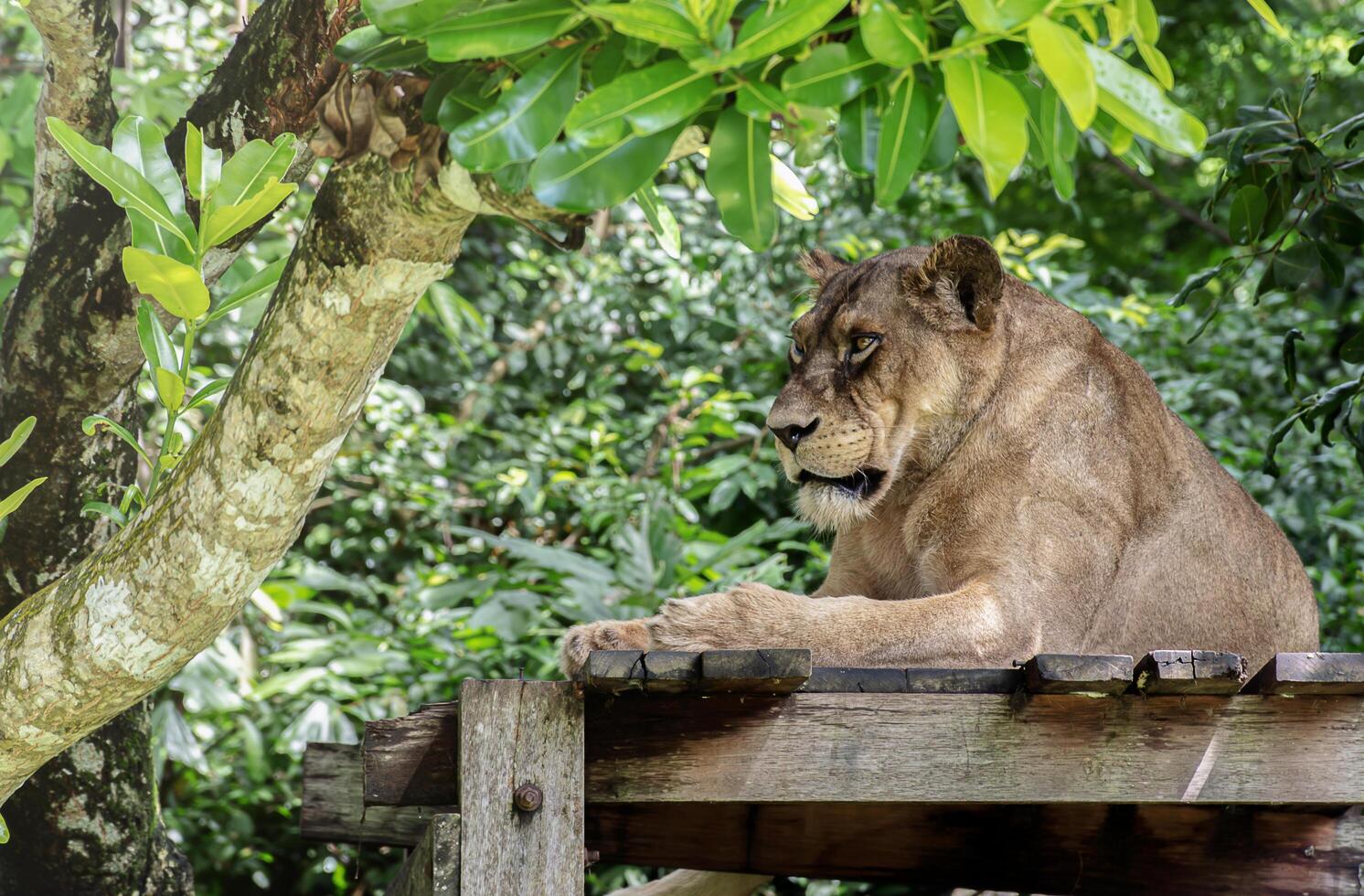 Lion in Khaokheow zoo Thailand photo