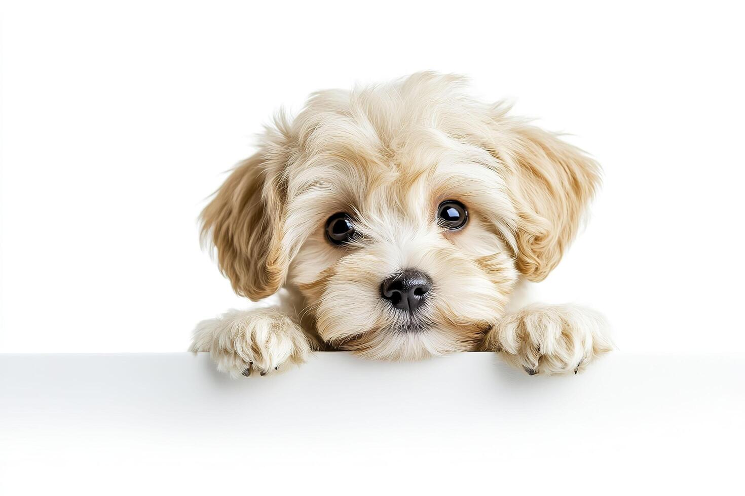 Cute Maltipoo puppy peeking, isolated on white. photo