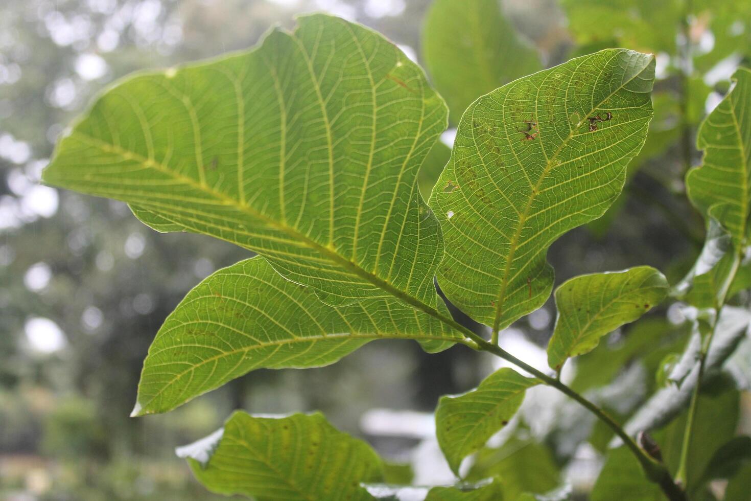 photo of leaf texture