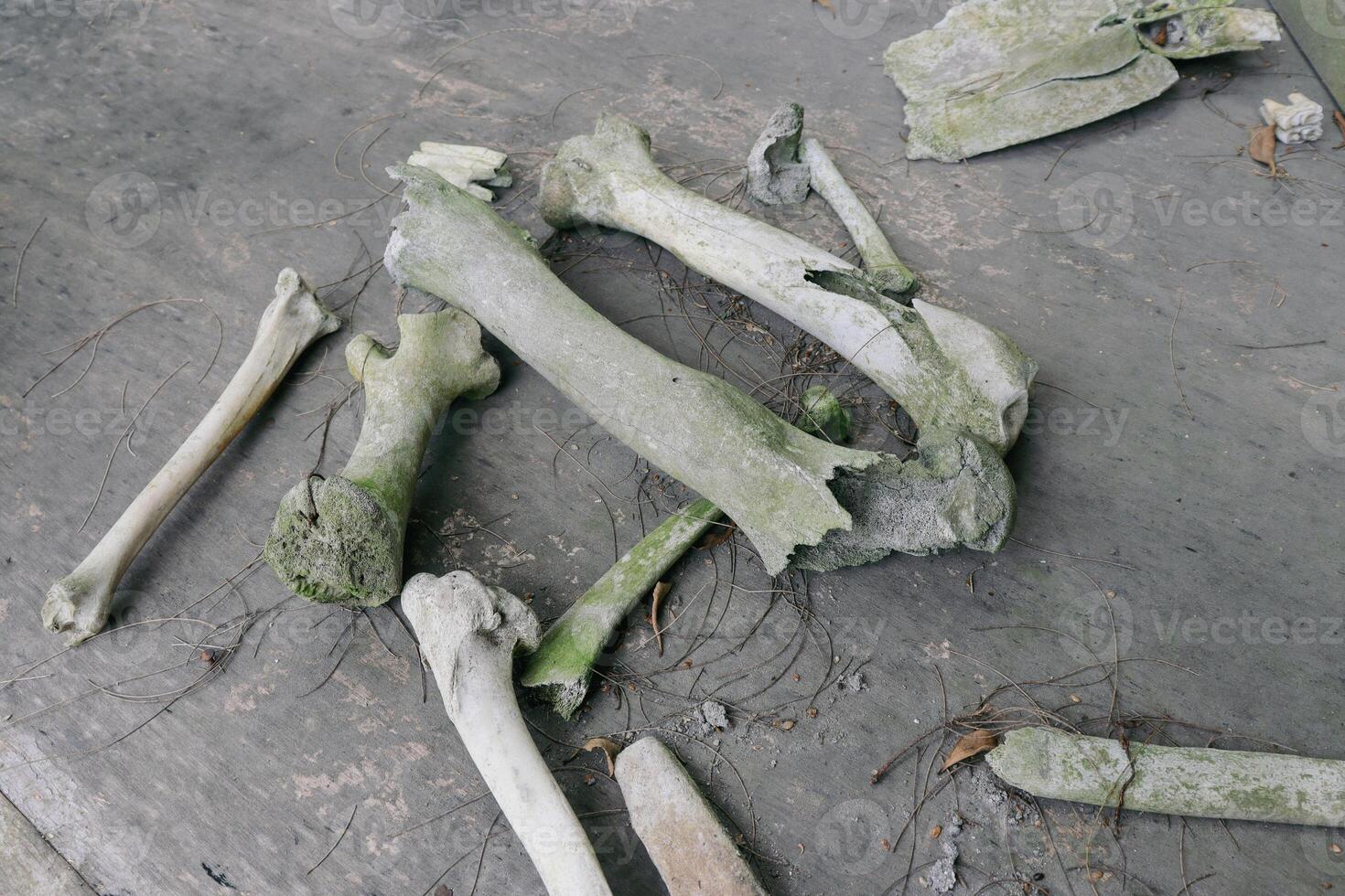 bones of cows that died due to volcanic eruptions photo