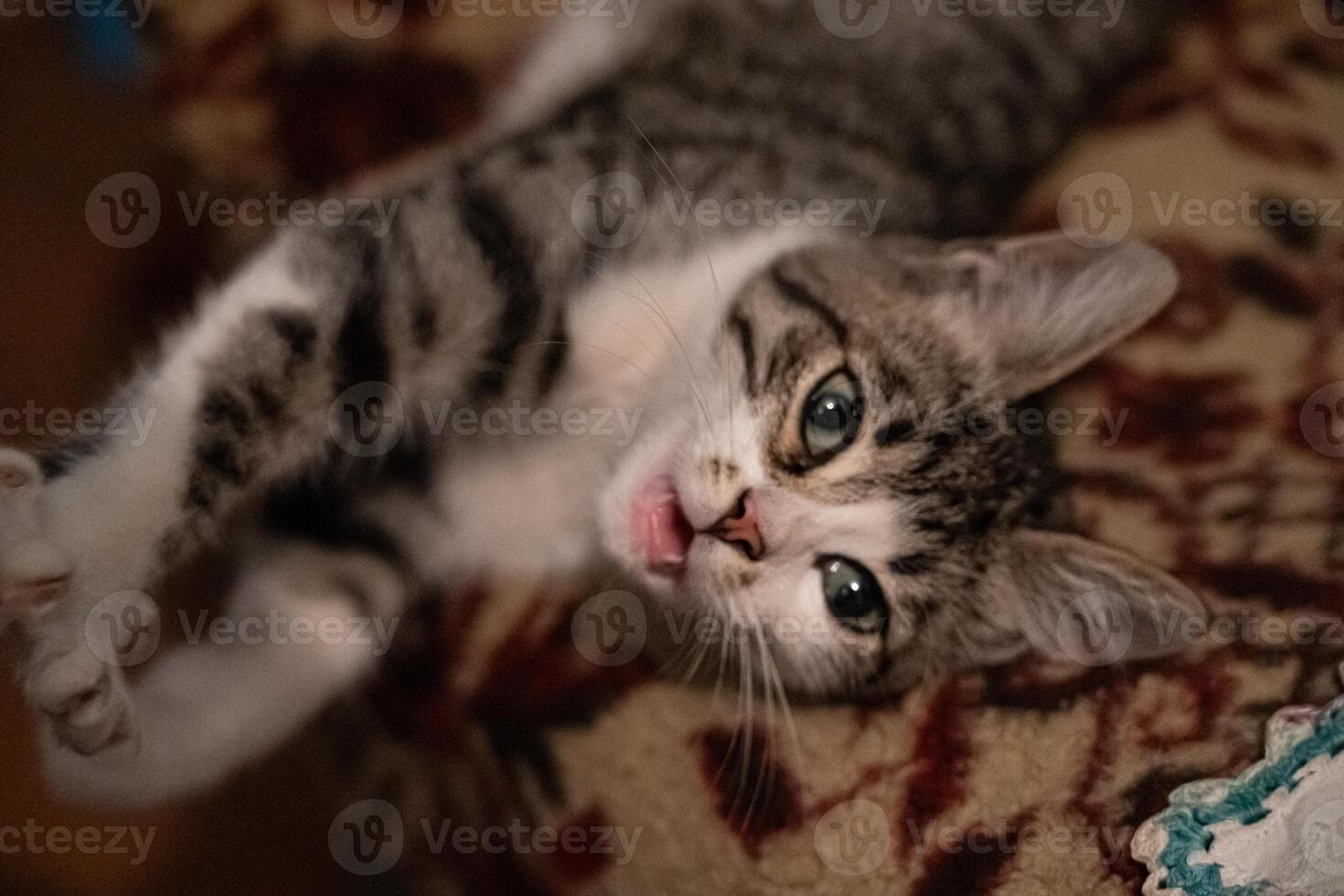 The kitten is lying in an armchair and playing, in the evening in the village photo