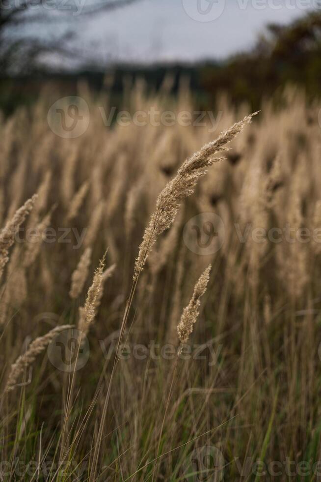 The tall, dry grass sways in the wind. A field of wild grass in the village photo