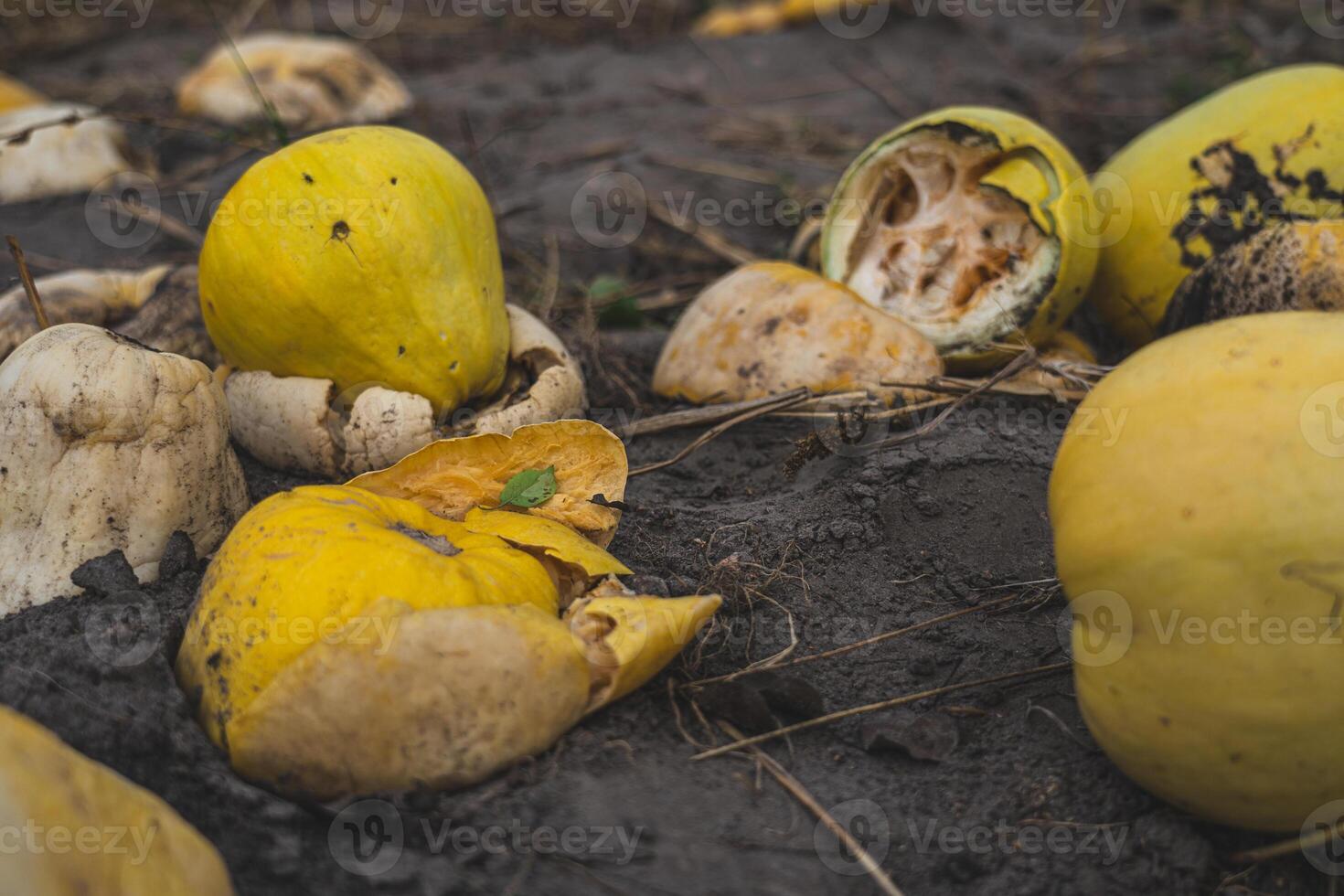 Crushed and rotted pumpkins lie in a field in September. Halloween pumpkin photo