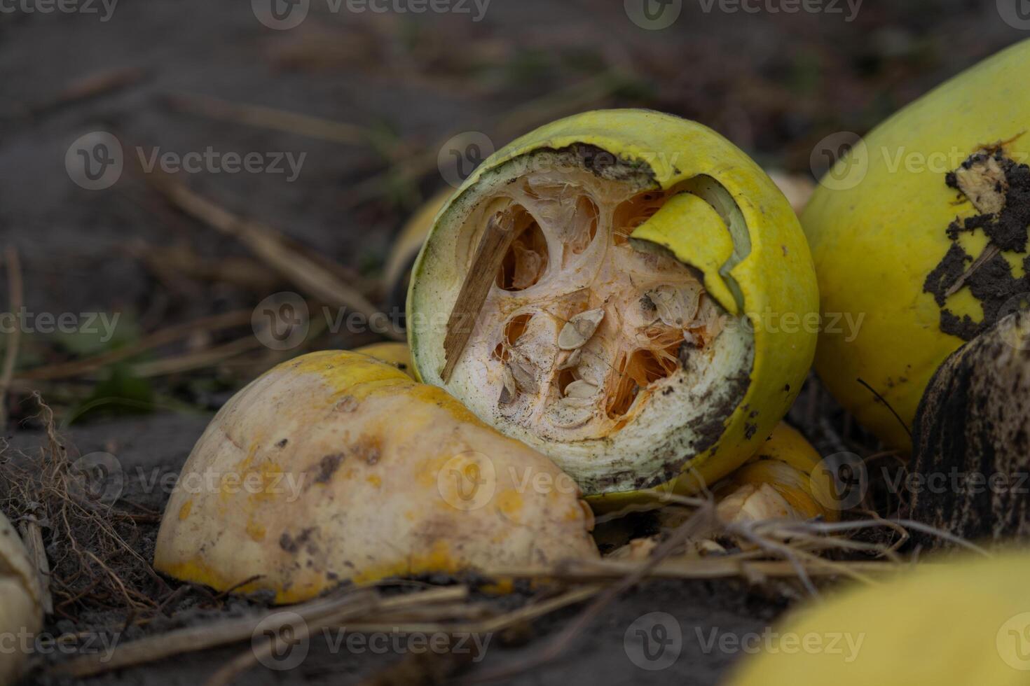 Crushed and rotted pumpkins lie in a field in September. Halloween pumpkin photo