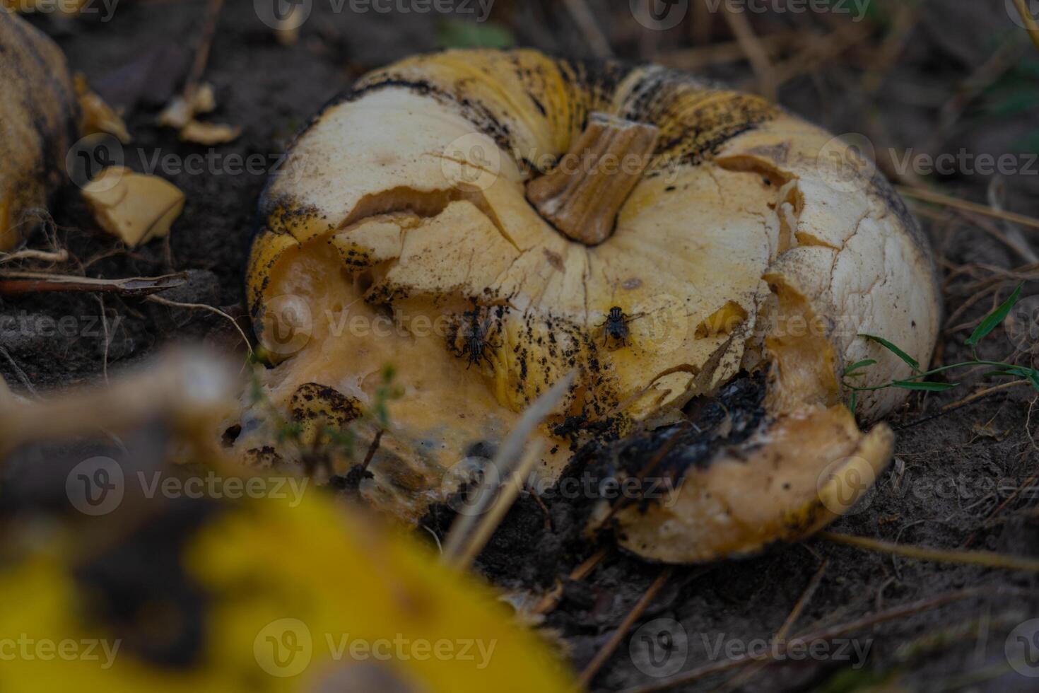 Crushed and rotted pumpkins lie in a field in September. Halloween pumpkin photo