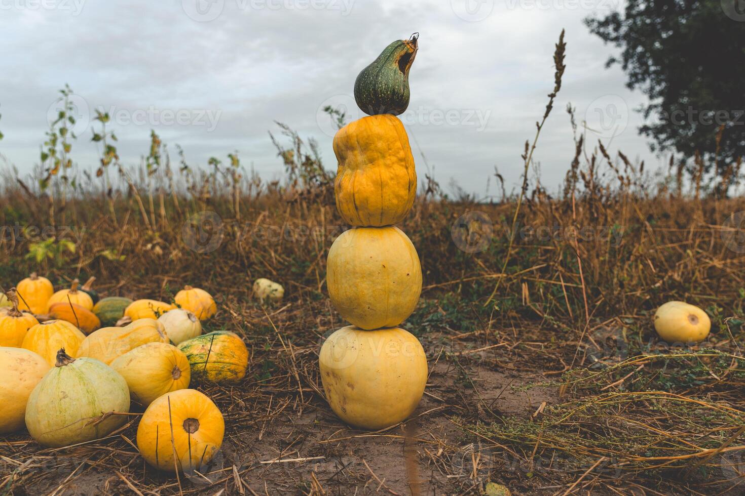 A tower of pumpkins in a field in the village in the evening photo