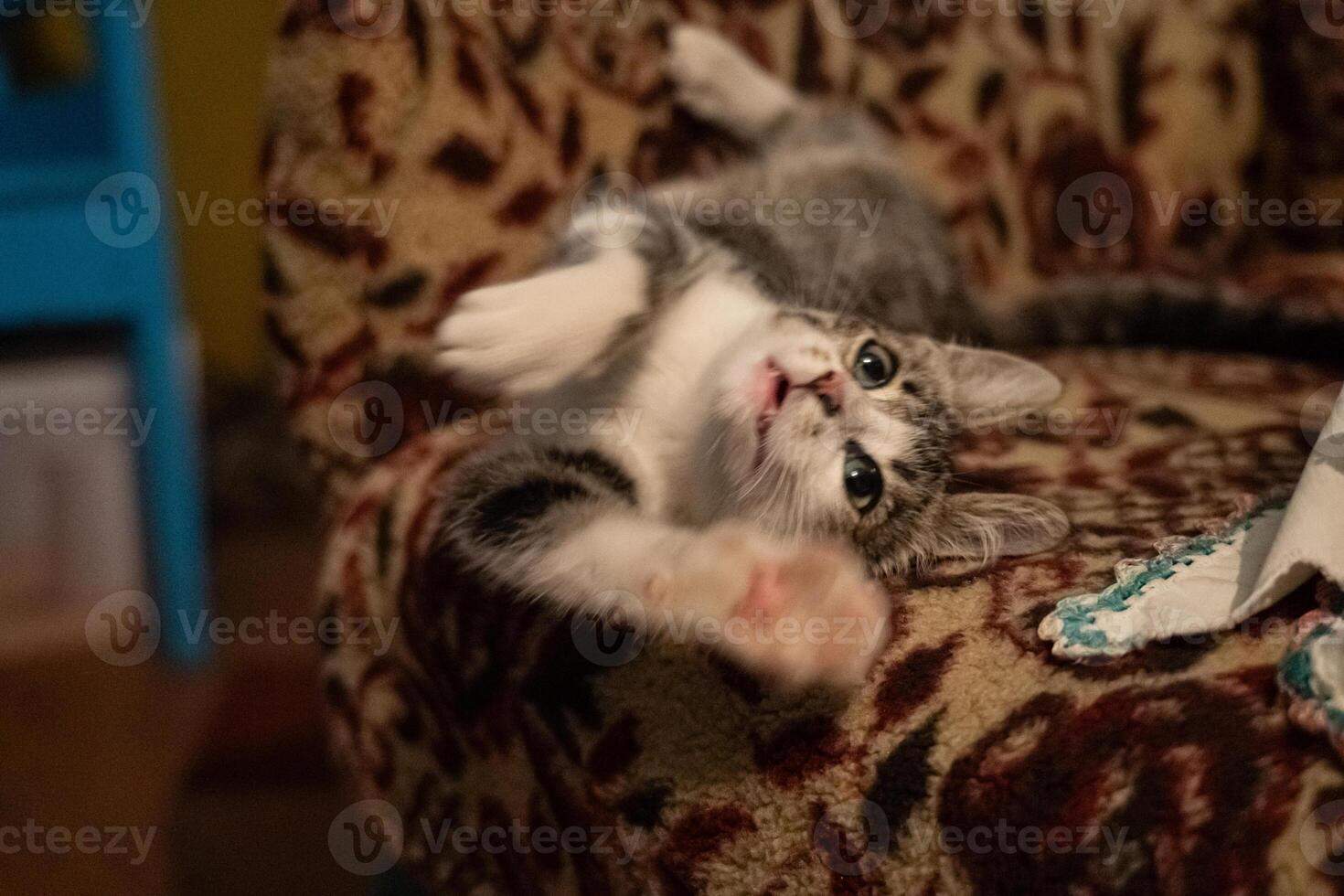 The kitten is lying in an armchair and playing, in the evening in the village photo