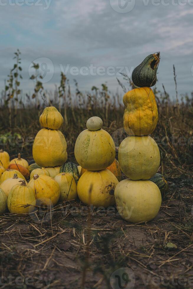 A tower of pumpkins in a field in the village in the evening photo