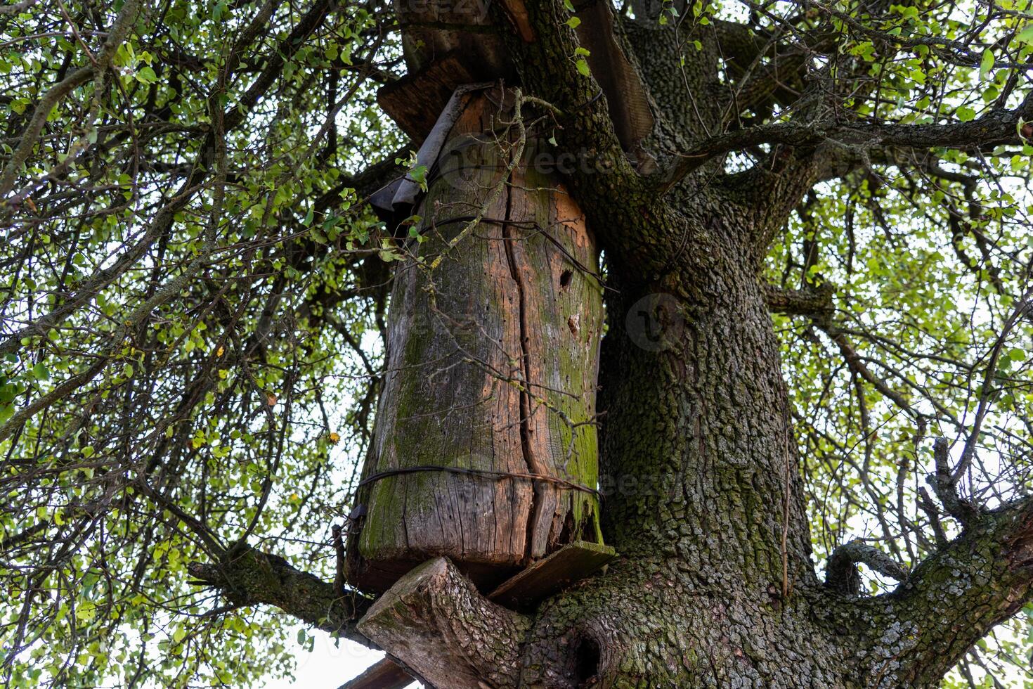 An old beehive on a tree in the village. A rustic abandoned beehive photo