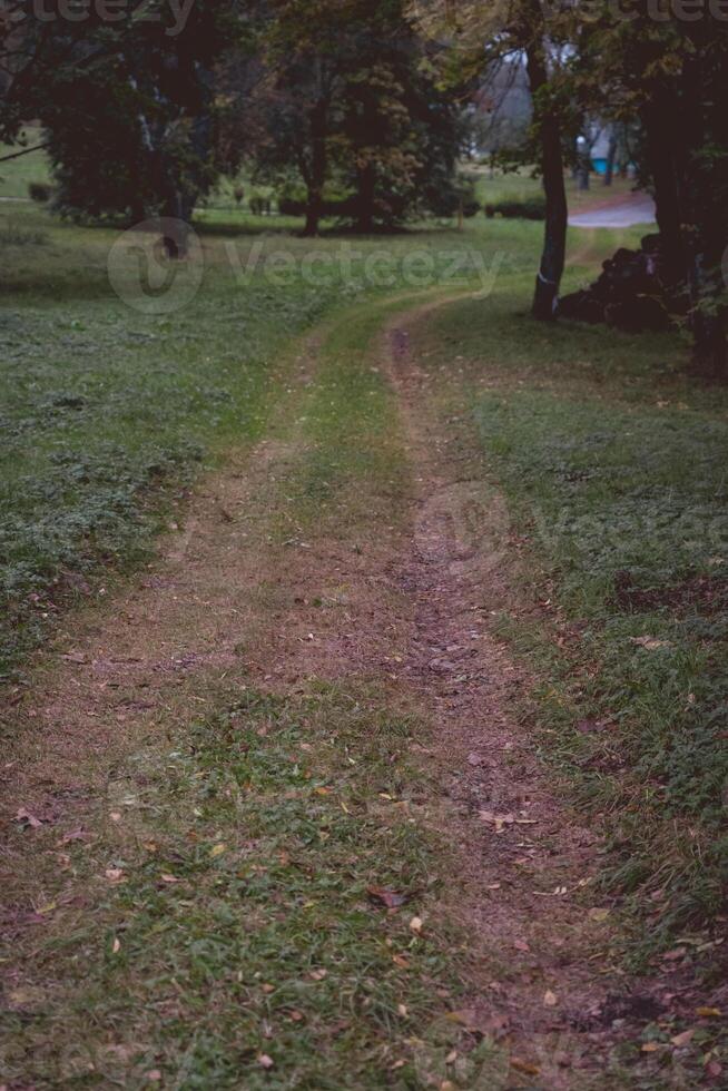 A forest dirt road, overgrown with grass. Cold, evening October photo