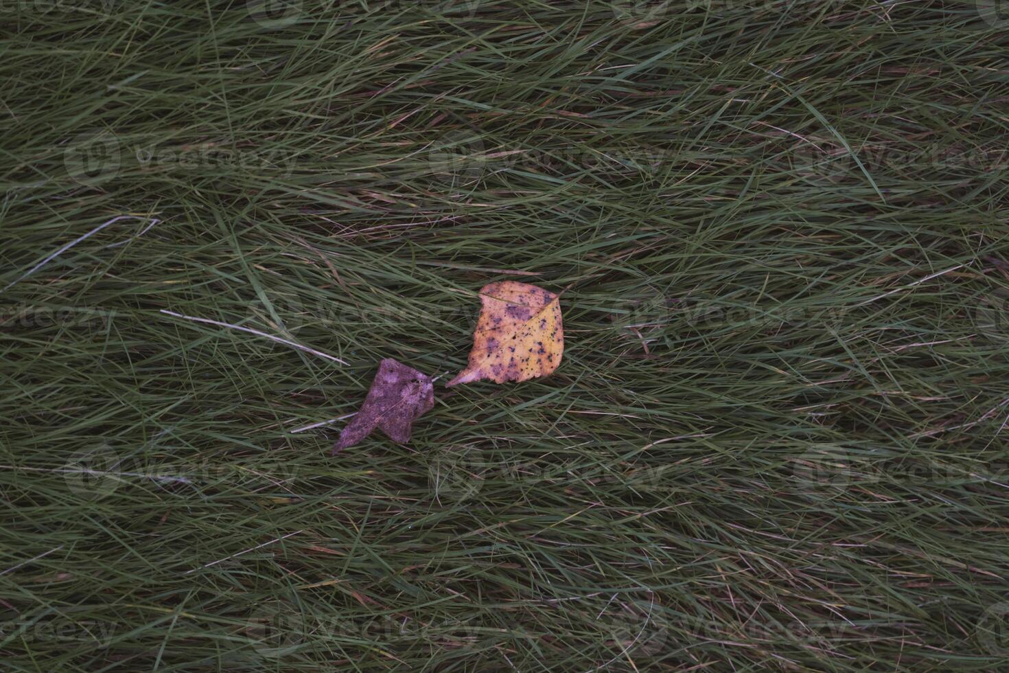 Autumn background is green, thick grass with dry leaves on it. Top-down view photo