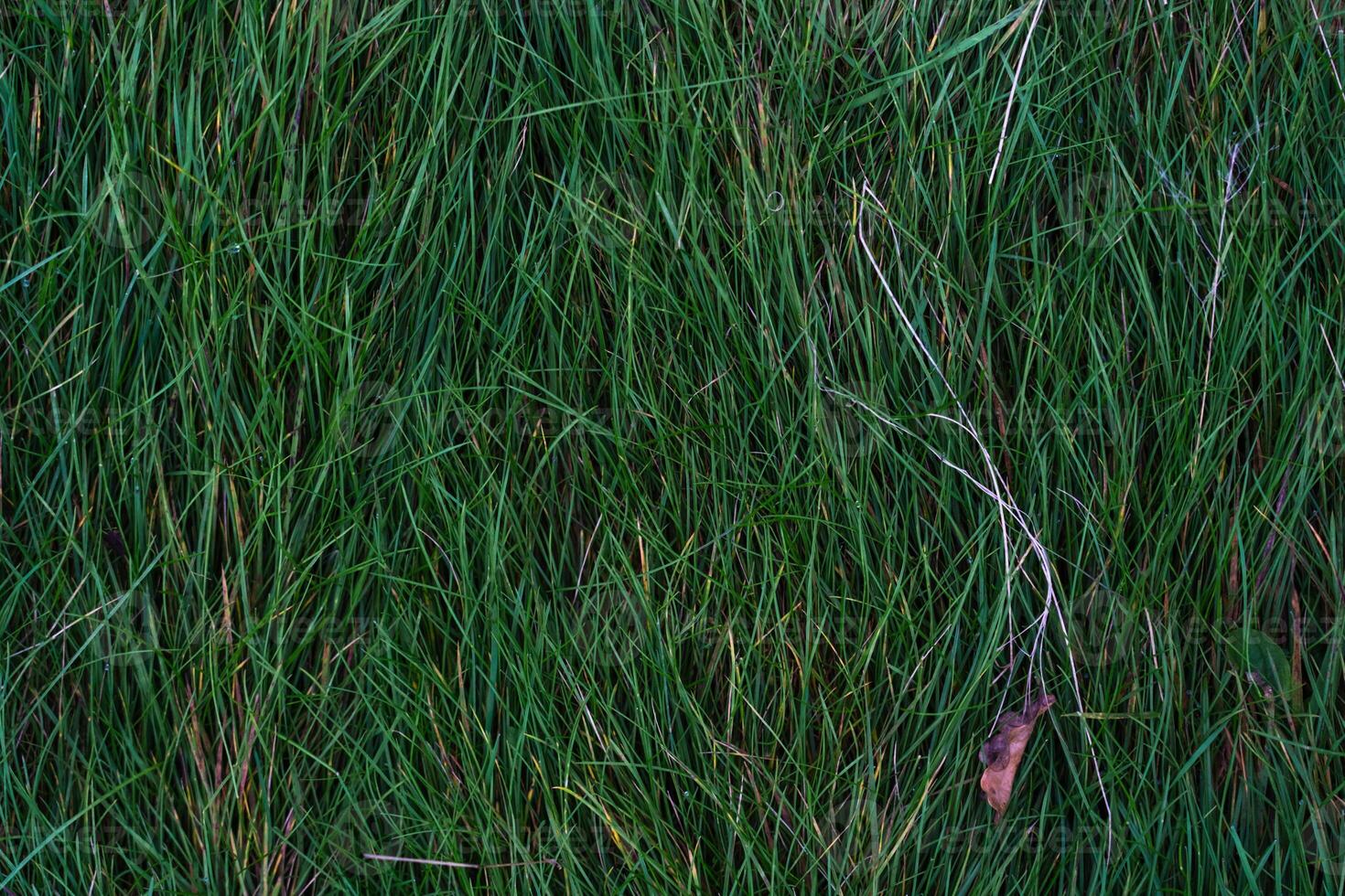 Autumn background is green, thick grass with dry leaves on it. Top-down view photo