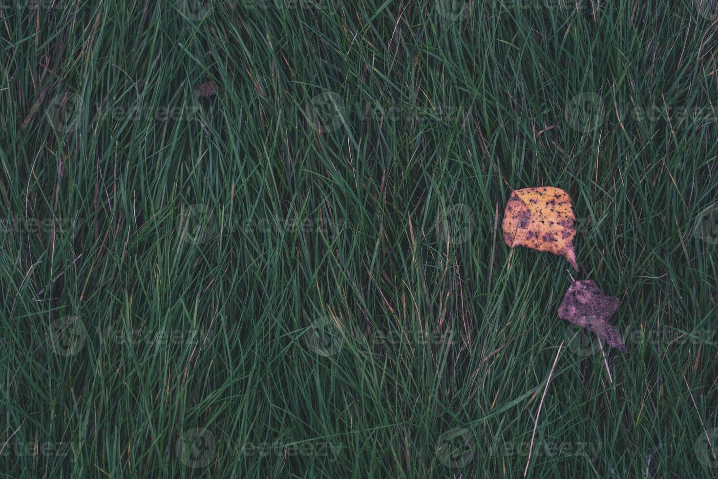 Autumn background is green, thick grass with dry leaves on it. Top-down view photo