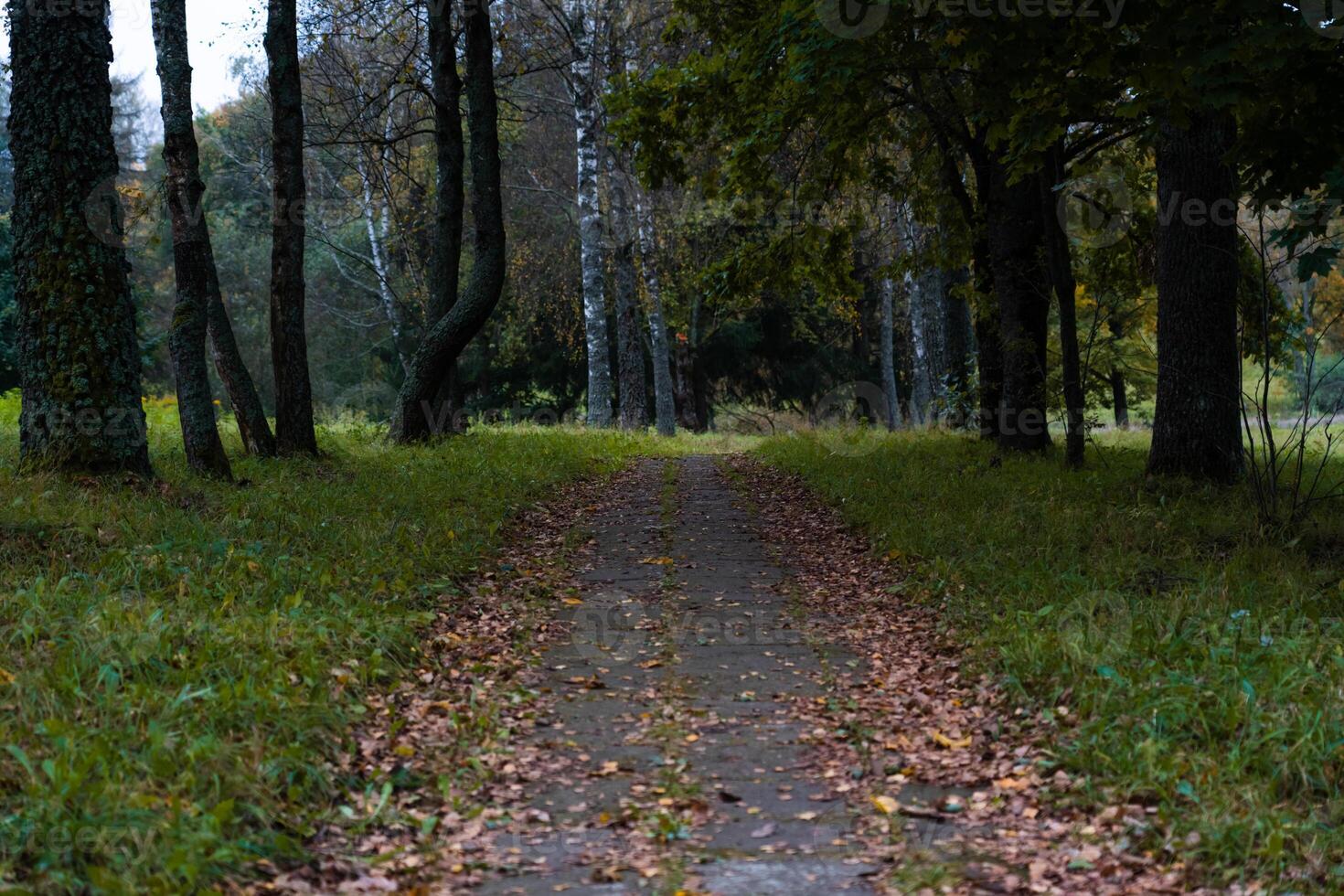 The old sidewalk footpath is overgrown with grass and covered with dry foliage photo