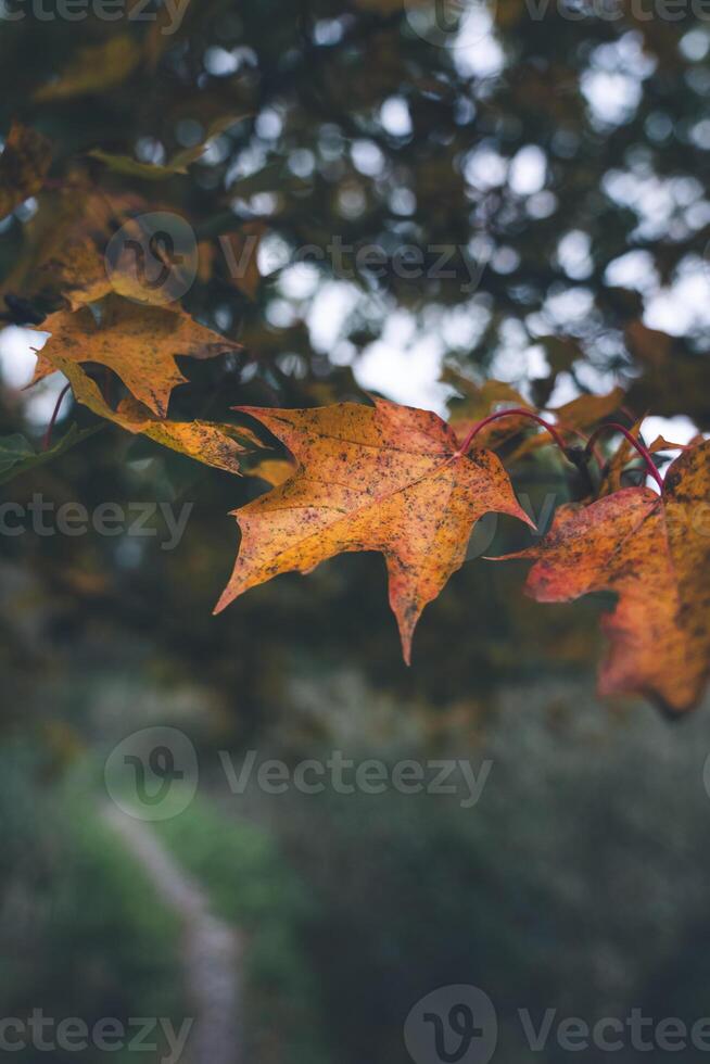 Yellow, dry, maple leaves up close on a tree in the garden. forest path photo