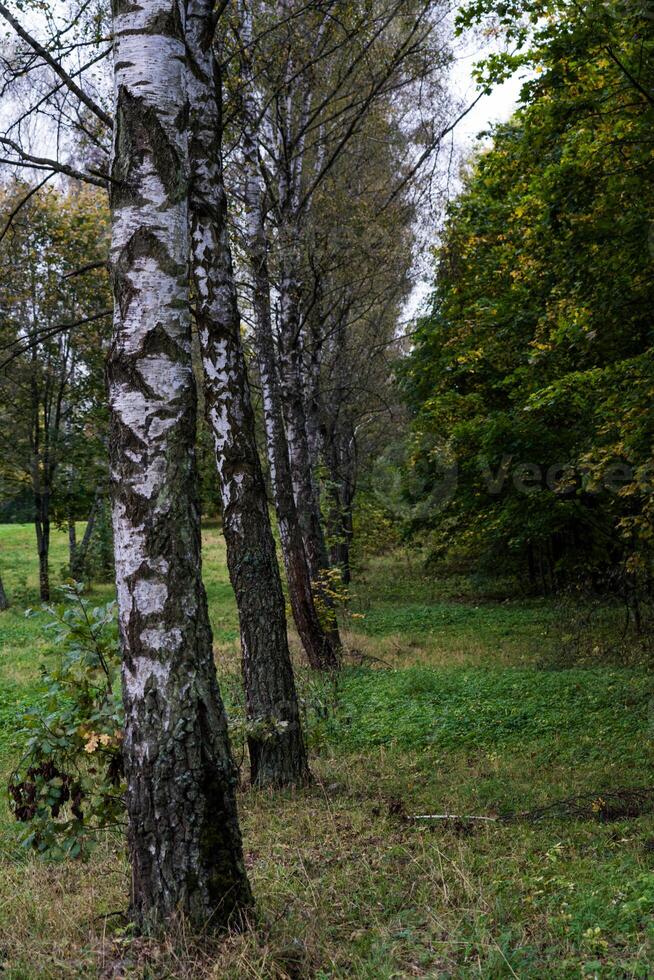 Birch alley in the forest park. Birch grove. The birches are planted in one line photo
