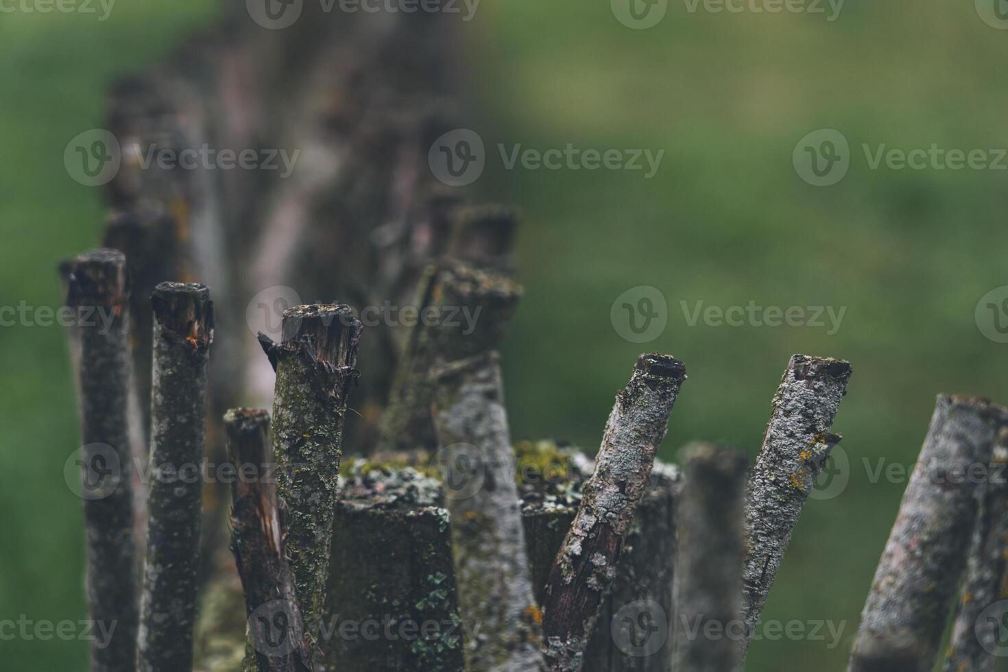 A fence made of vines. A fence made of branches. An Old Slavic fence of branches photo