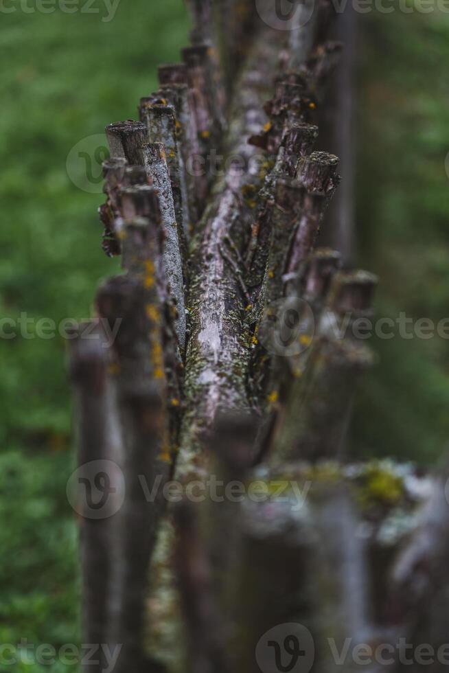 A fence made of vines. A fence made of branches. An Old Slavic fence of branches photo