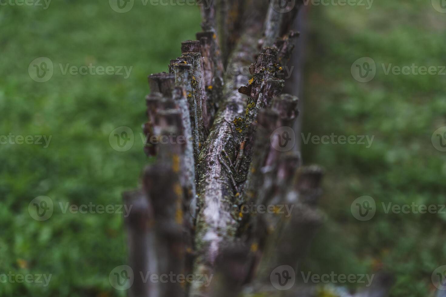 A fence made of vines. A fence made of branches. An Old Slavic fence of branches photo