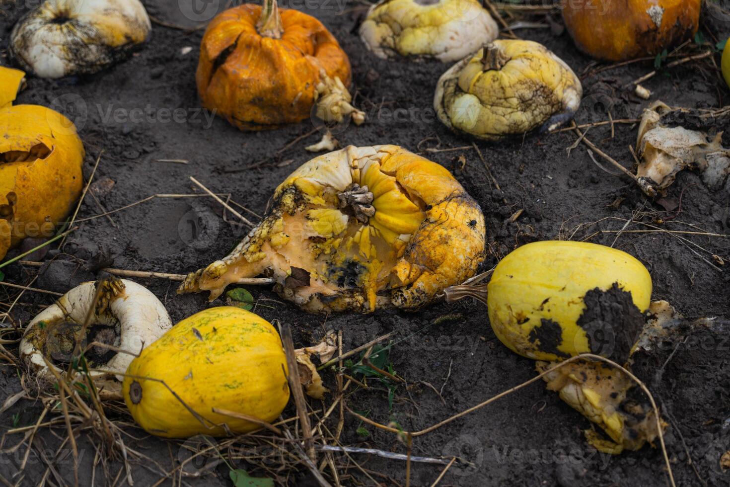 Crushed and rotted pumpkins lie in a field in September. Halloween pumpkin photo