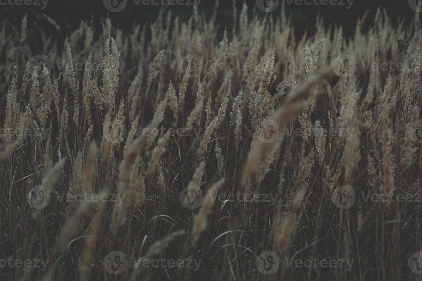 The tall, dry grass sways in the wind. A field of wild grass in the village photo