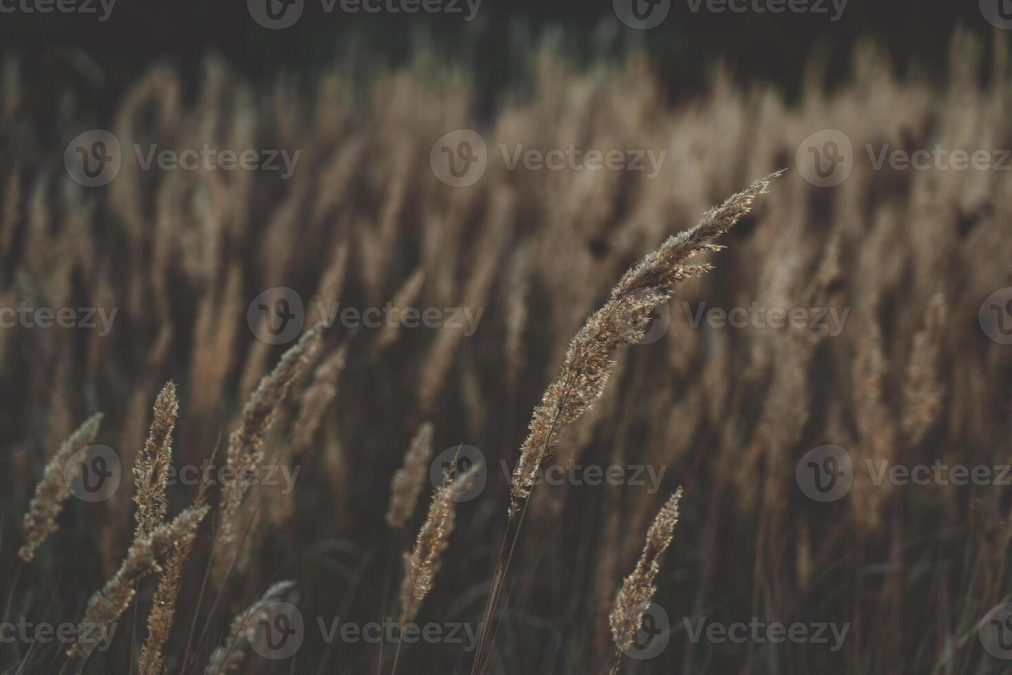 The tall, dry grass sways in the wind. A field of wild grass in the village photo
