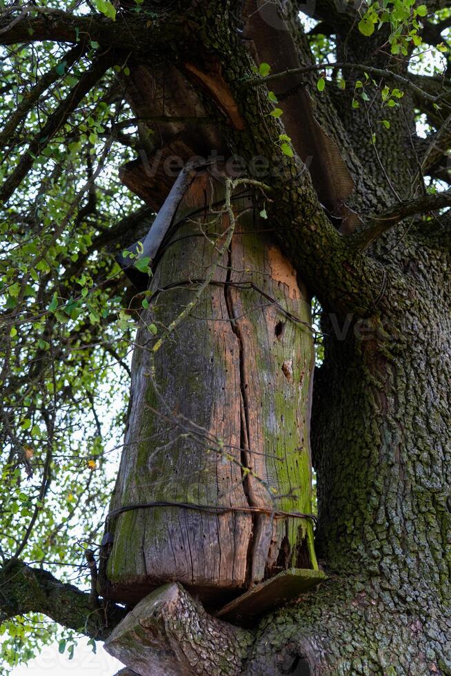 An old beehive on a tree in the village. A rustic abandoned beehive photo