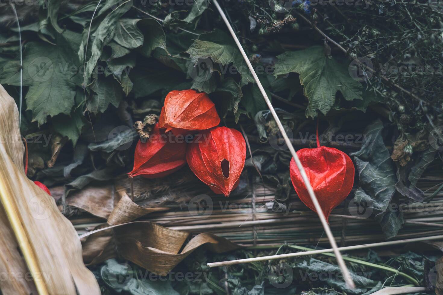 Physalis. Flowers are lanterns. Autumn background from the gifts of nature photo