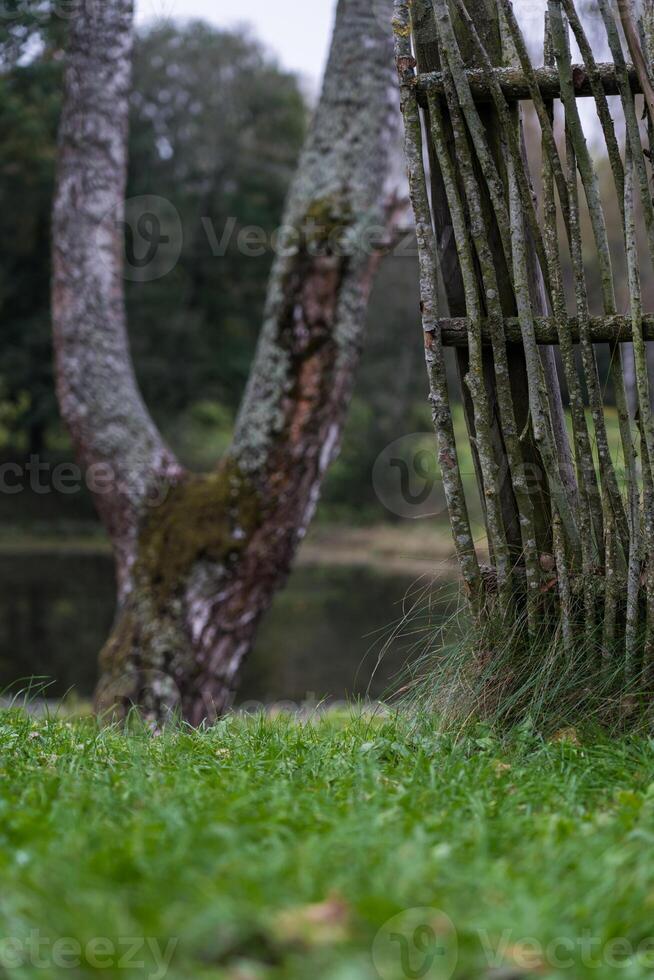 A fence made of vines. A fence made of branches. Old Slavic fence photo