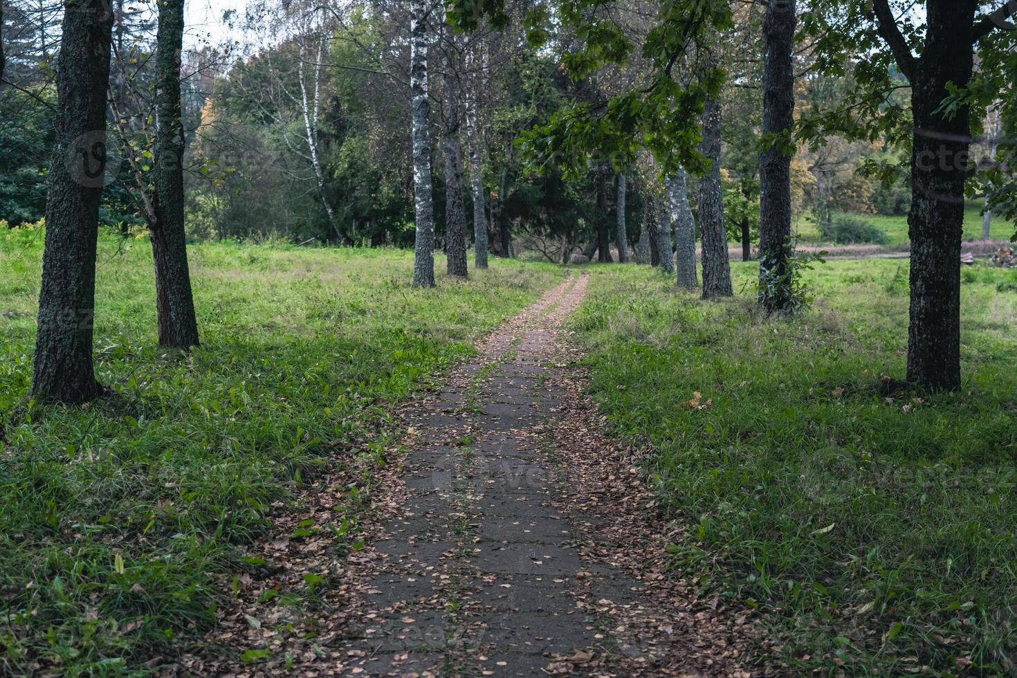 The old sidewalk footpath is overgrown with grass and covered with dry foliage photo