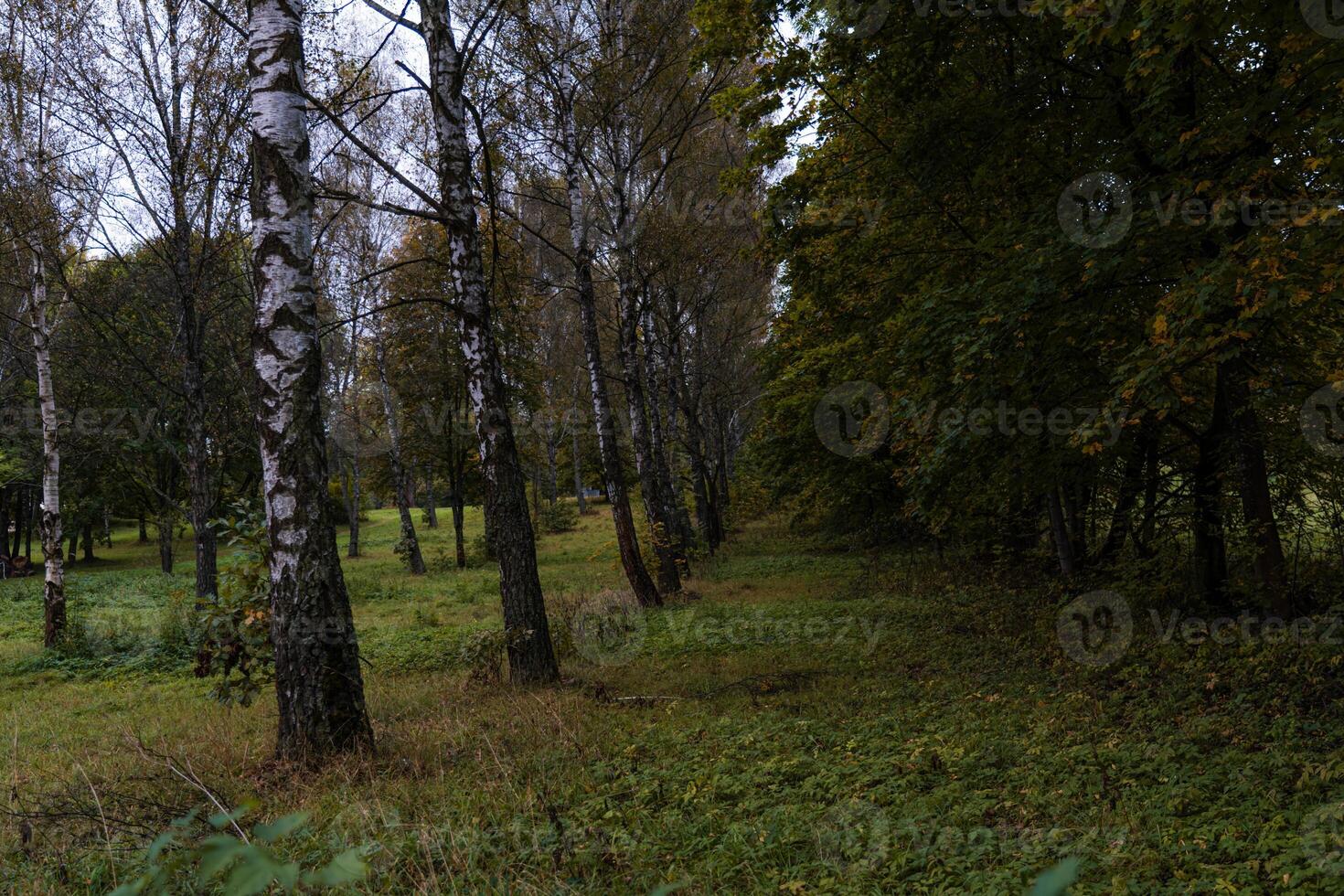 Birch alley in the forest park. Birch grove. The birches are planted in one line photo
