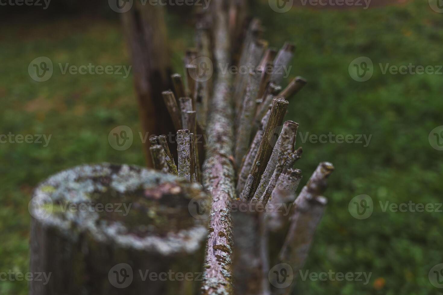 A fence made of vines. A fence made of branches. An Old Slavic fence of branches photo