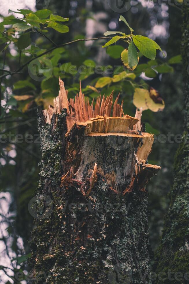 A broken tree in the garden. A piece of broken wood. A broken tree trunk photo