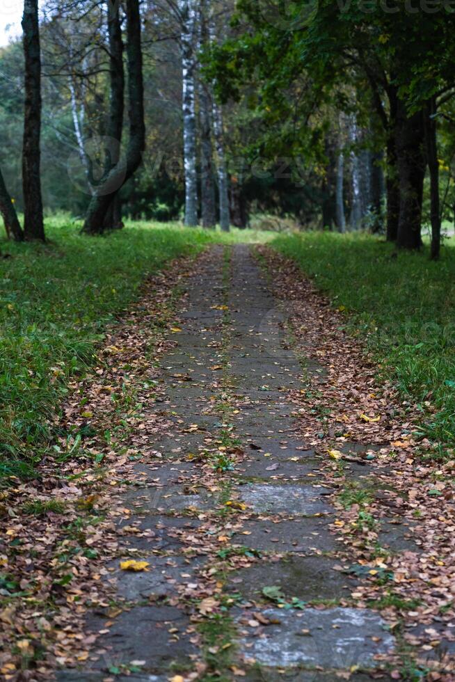 The old sidewalk footpath is overgrown with grass and covered with dry foliage photo