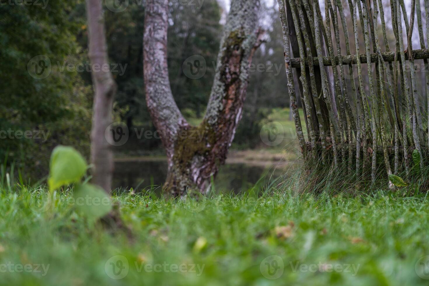 A fence made of vines. A fence made of branches. Old Slavic fence photo