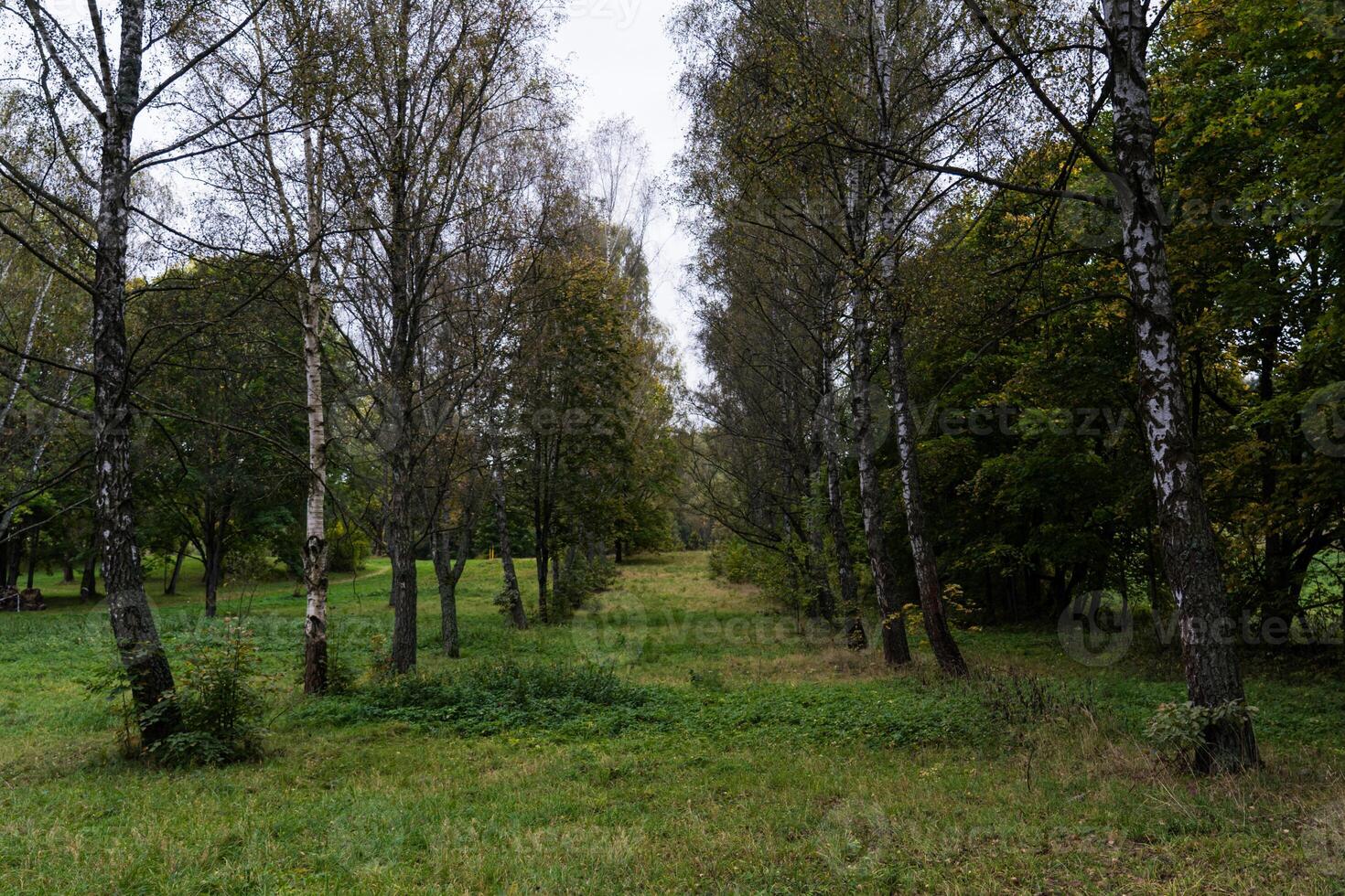 Birch alley in the forest park. Birch grove. The birches are planted in one line photo