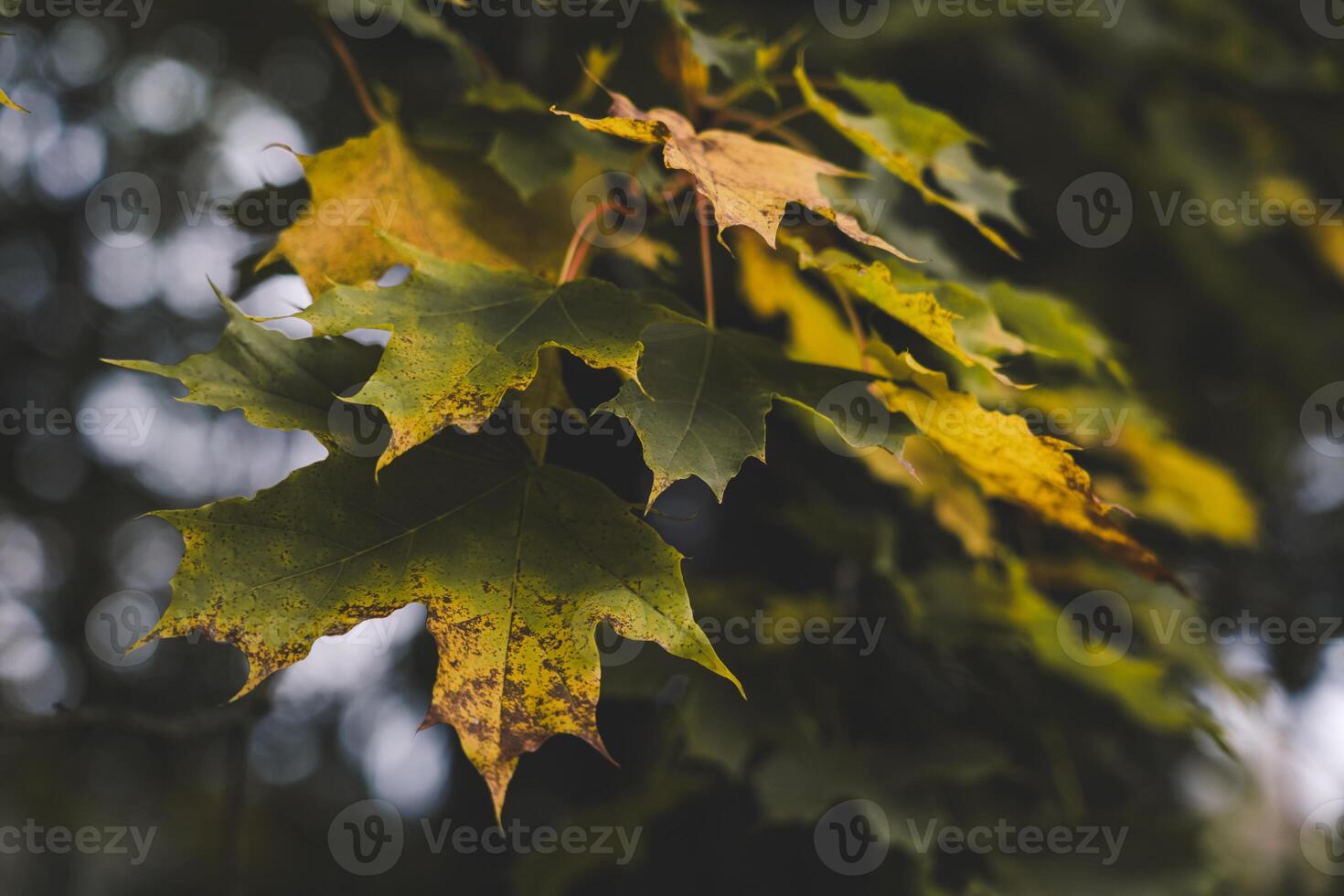 Yellowed maple leaves on trees in the garden. Cold October photo