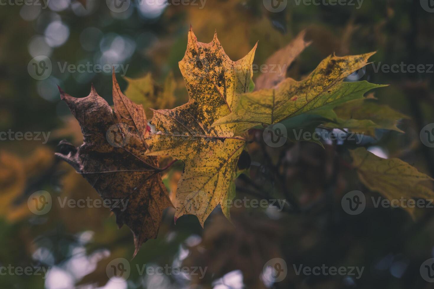 Yellow, dry, maple leaves on a tree in a forest garden photo