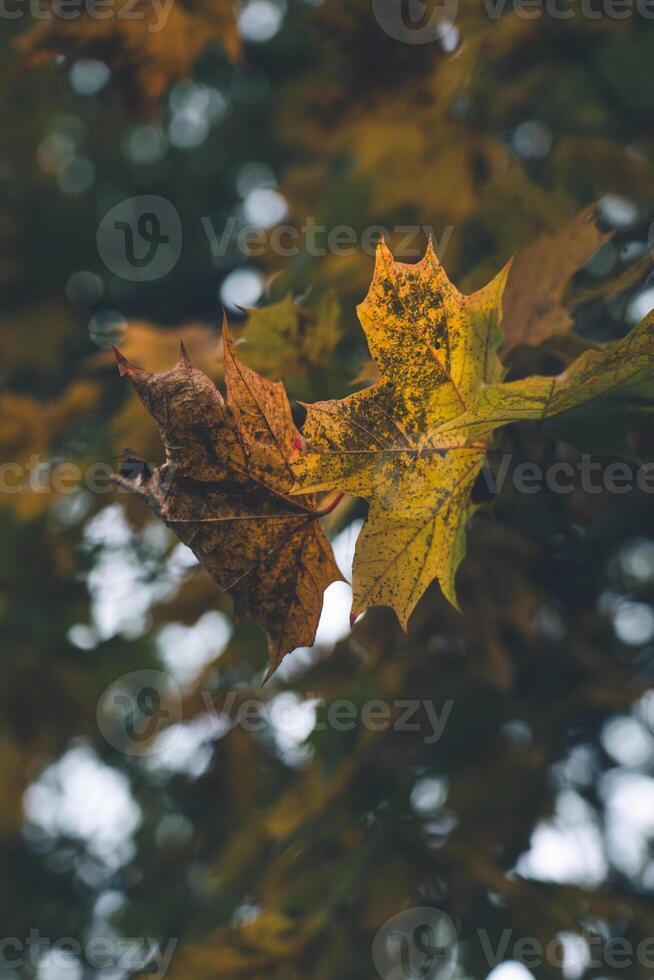Yellow, dry, maple leaves on a tree in a forest garden photo