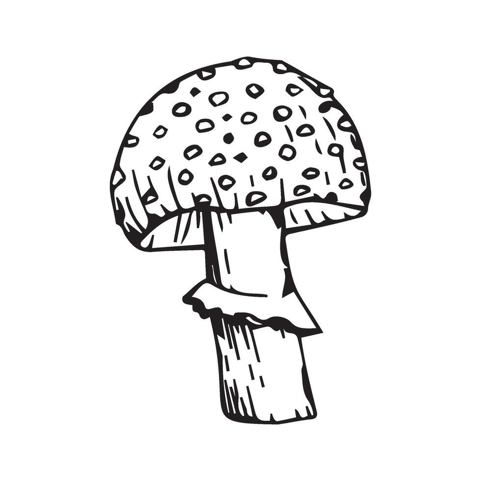 A fly agaric hand-drawn in black ink on a white background vector