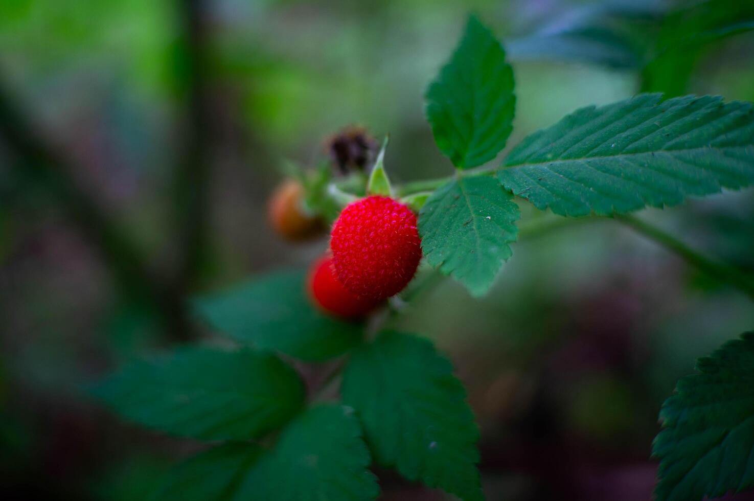 small red berries that grow in the forest photo