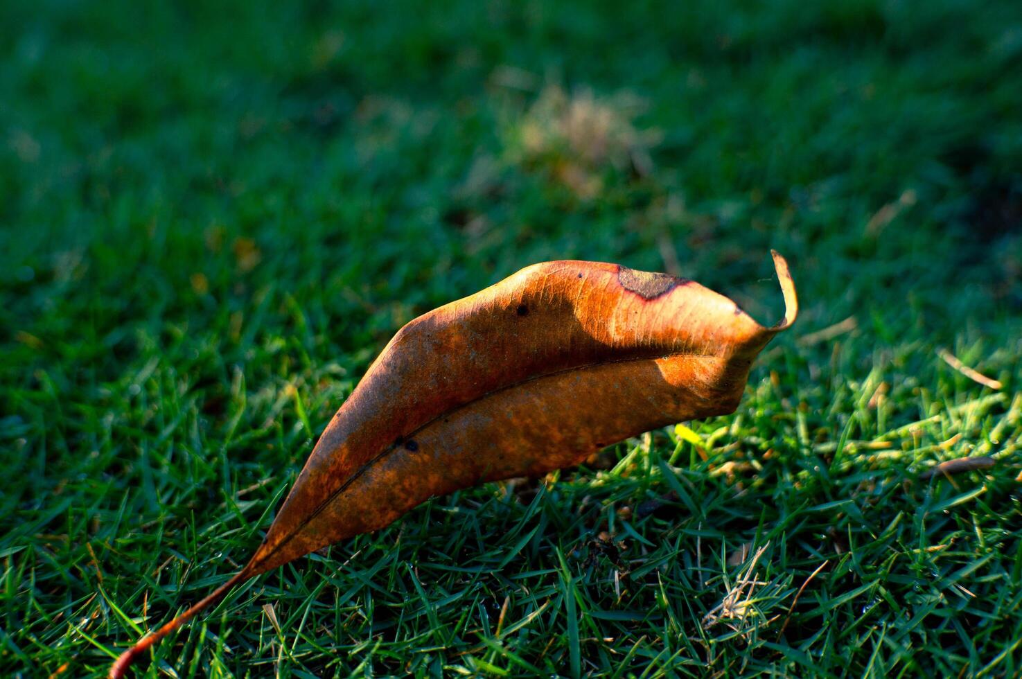 clove leaves on green grass photo
