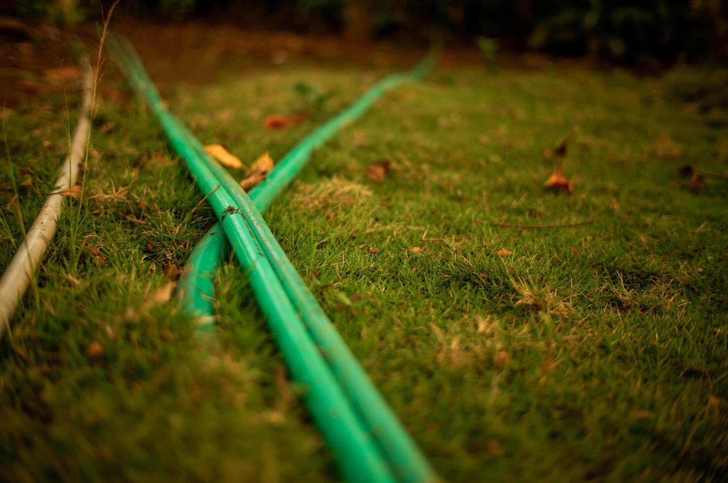 A green hose laying on the grass photo