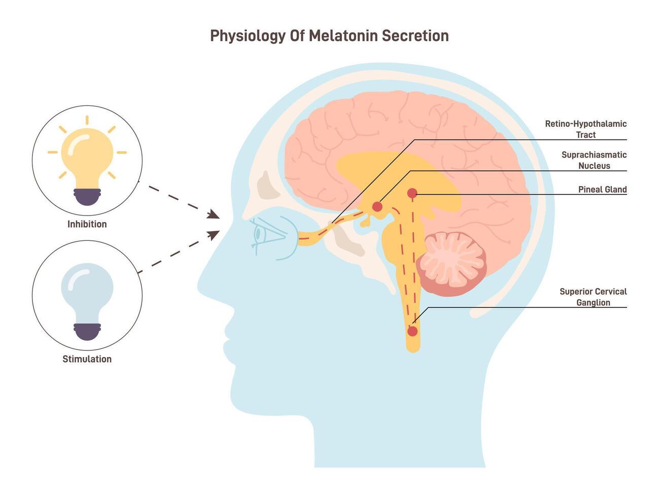 Melatonin secretion mechanism. Human circadian rhythm and sleep-wake vector