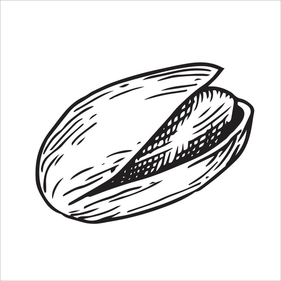 pistachio nut illustration. linear drawing in sketch style vector