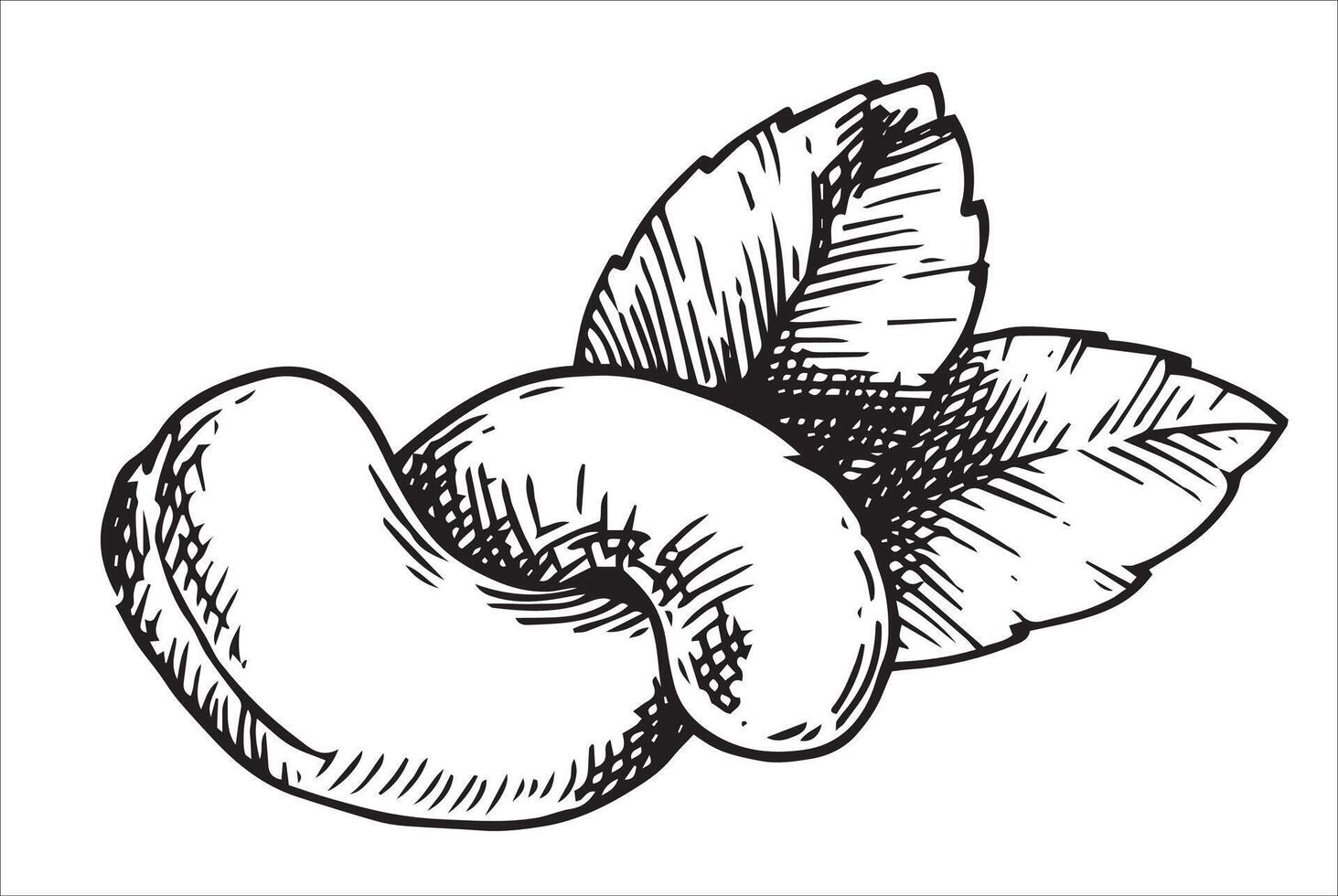 cashew nut illustration. linear drawing in sketch style vector
