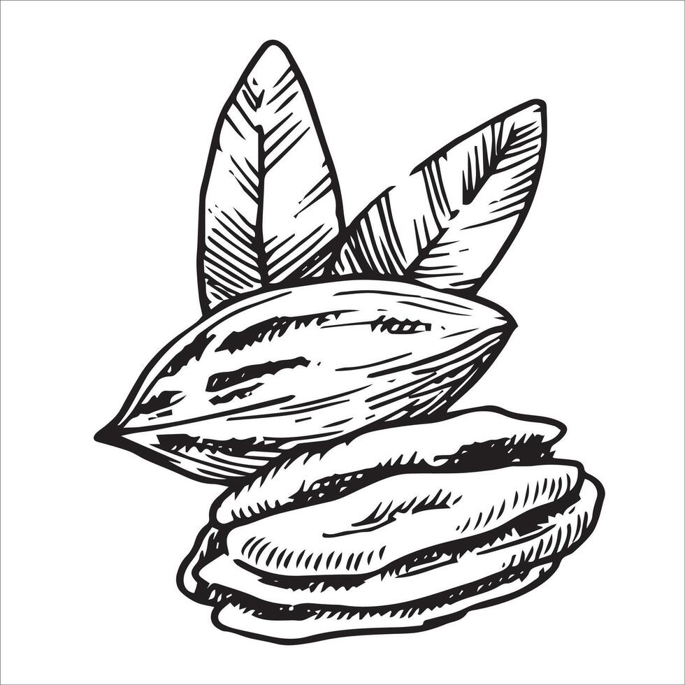 pecan illustration. linear drawing in sketch style vector