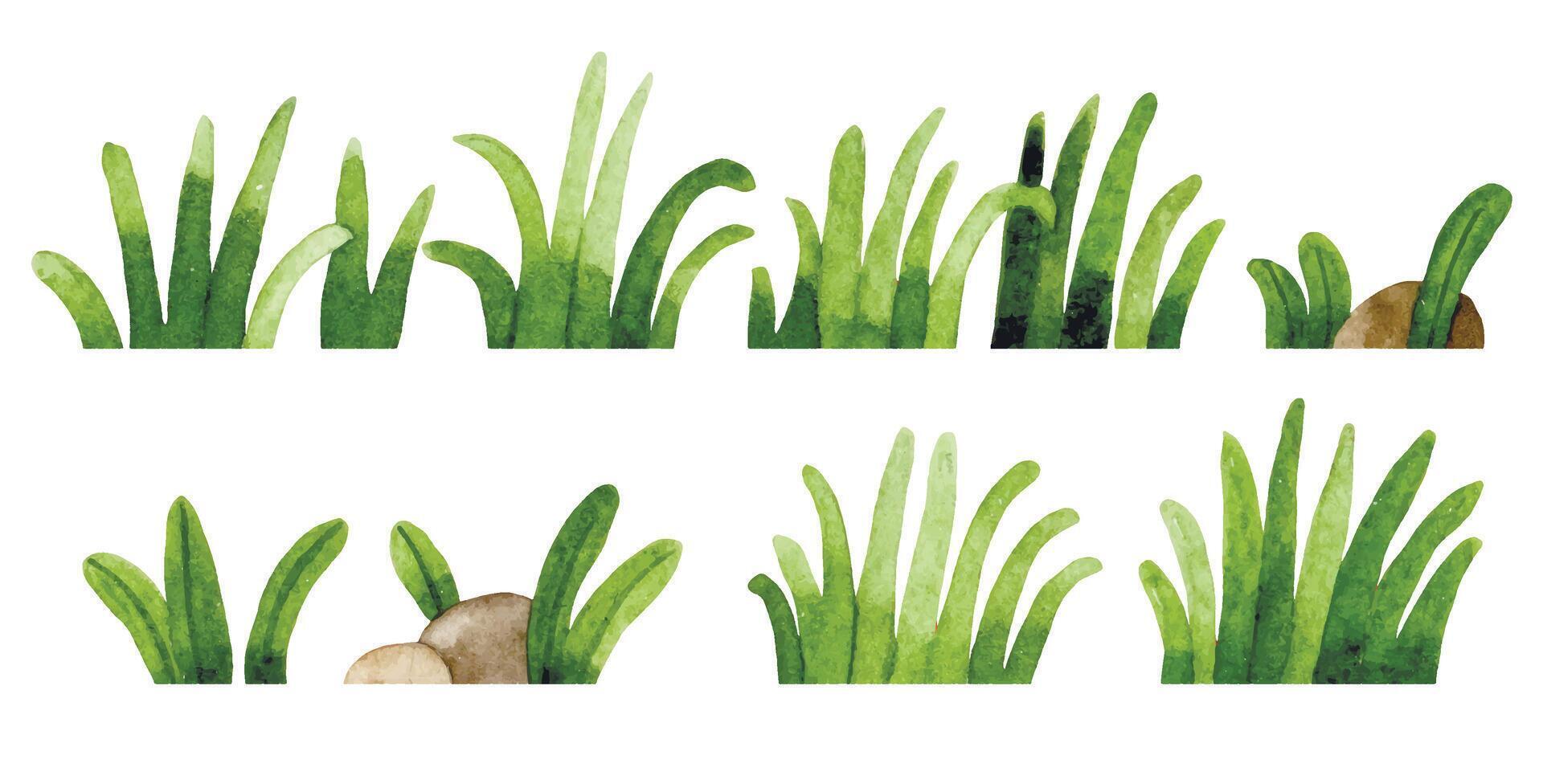 watercolor drawing, grass set. simple lawn drawing vector