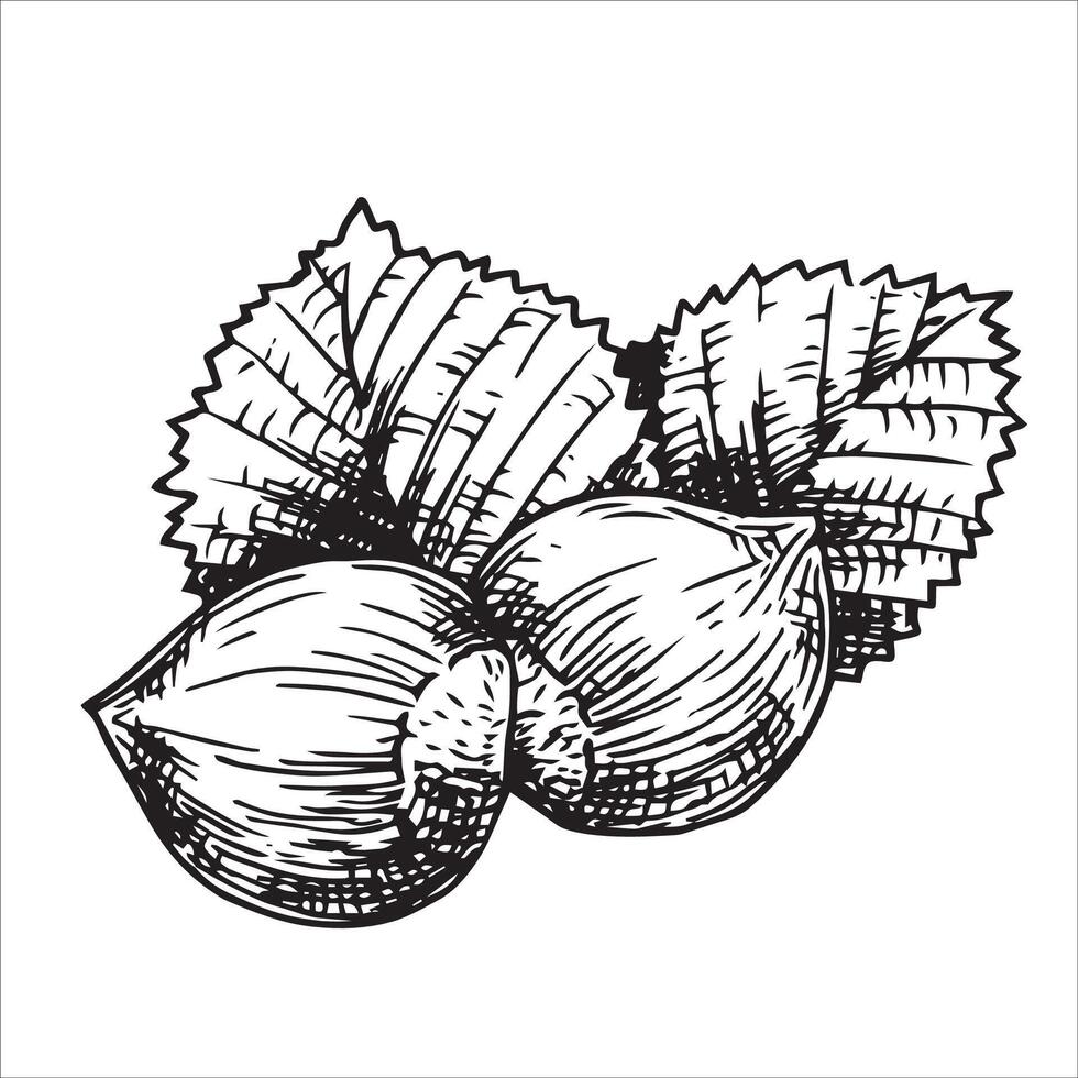 hazelnut illustration. linear drawing in sketch style vector